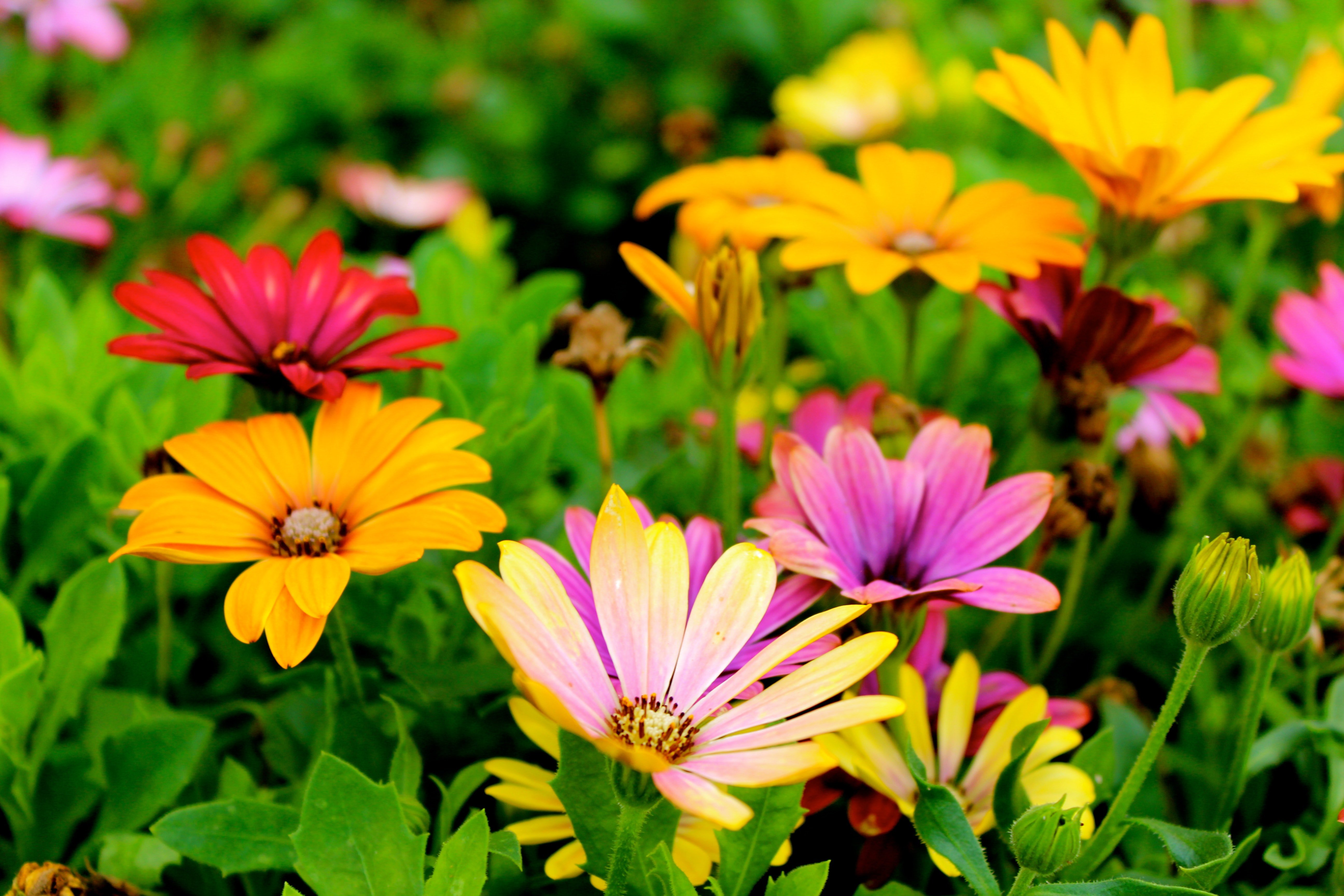 beautiful blooming blossom blur 298246